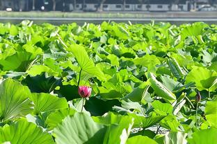 名宿麦卡利斯特：利物浦曾追求过贝林厄姆，现在应继续追求姆巴佩